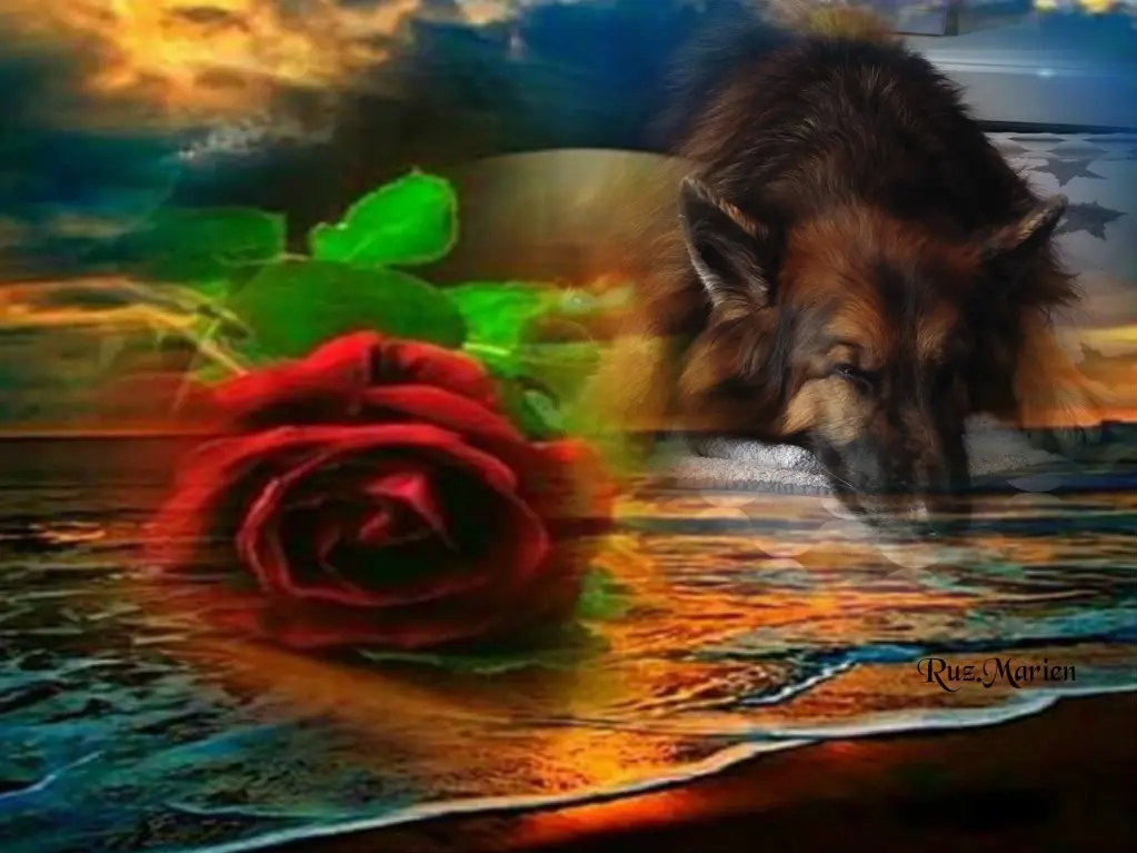 Condolence image of Dobrej Nocki❤️❤️❤️mój Ukochany❤️❤️❤️Misieńku❤️❤️❤️⭐️🐕🫶🫶🫶💋💋💋