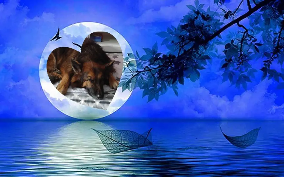 Condolence image of Dobrej Nocki❤️❤️❤️mój Ukochany❤️❤️❤️Misieńku❤️❤️❤️🐕⭐️🫶🫶🫶💋💋💋