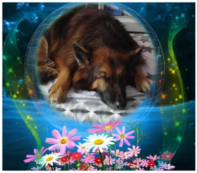 Condolence image of Dobrej Nocki❤️❤️❤️mój Ukochany❤️❤️❤️Misieńku❤️❤️❤️🐕⭐️🫶🫶🫶💋💋💋