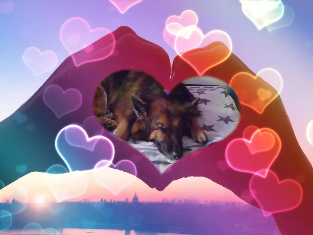 Condolence image of Dobrej Nocki❤️❤️❤️mój Ukochany❤️❤️❤️Misieńku❤️❤️❤️⭐️🐕🫶🫶🫶💋💋💋