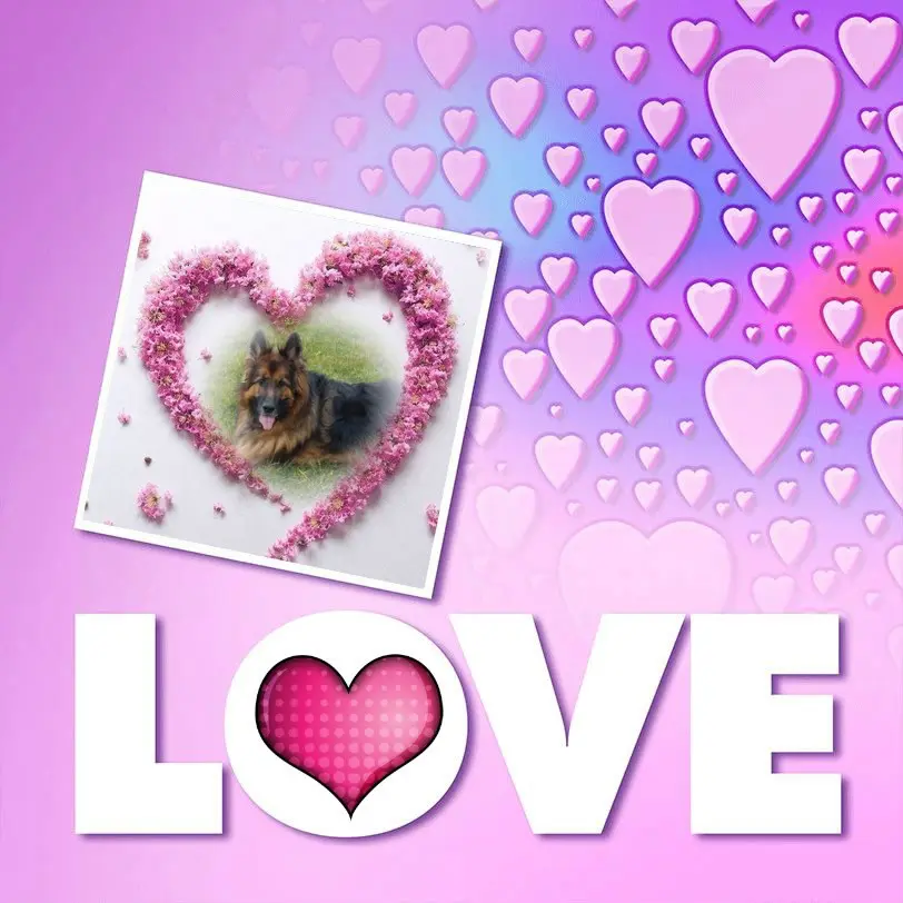 Condolence image of Dzień Dobry❤️❤️❤️mój Ukochany❤️❤️❤️Misieńku❤️❤️❤️🐕⭐️🫶🫶🫶💋💋💋