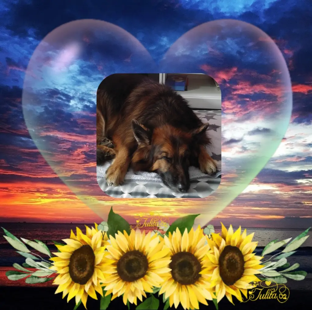 Condolence image of Dobrej Nocki❤️❤️❤️mńj Ukochany❤️❤️❤️Misieńku❤️❤️❤️⭐️🐕🫶🫶🫶💋💋💋