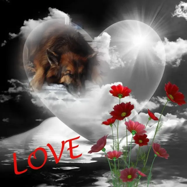 Condolence image of Dobrej Nocki❤️❤️❤️mój Ukochany❤️❤️❤️Misieńku❤️❤️❤️⭐️🐕🫶🫶🫶💋💋💋