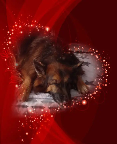 Condolence image of Dobrej Nocki❤️❤️❤️mój Ukochany❤️❤️❤️Misieńku❤️❤️❤️🐕⭐️🫶🫶🫶💋💋💋