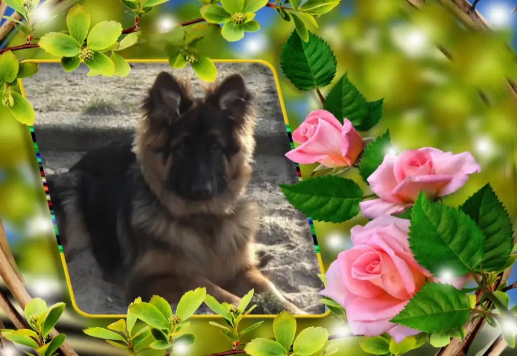 Condolence image of Sonntag, 433 Wochen ohne Dich♥️ liebster Misiu♥️