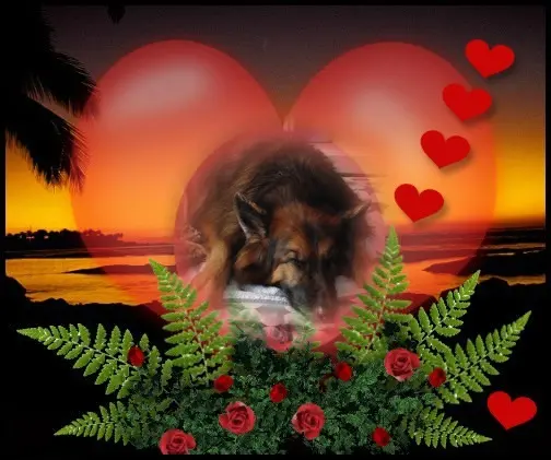 Condolence image of Dobrej Nocki❤️❤️❤️mój Ukochany❤️❤️❤️Misieńku❤️❤️❤️⭐️🐕🫶🫶🫶💋💋💋