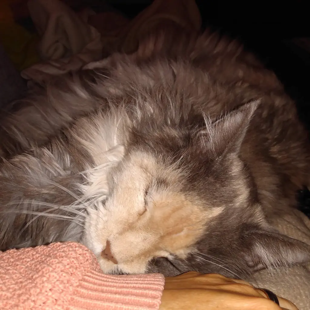 Condolence image of Anika