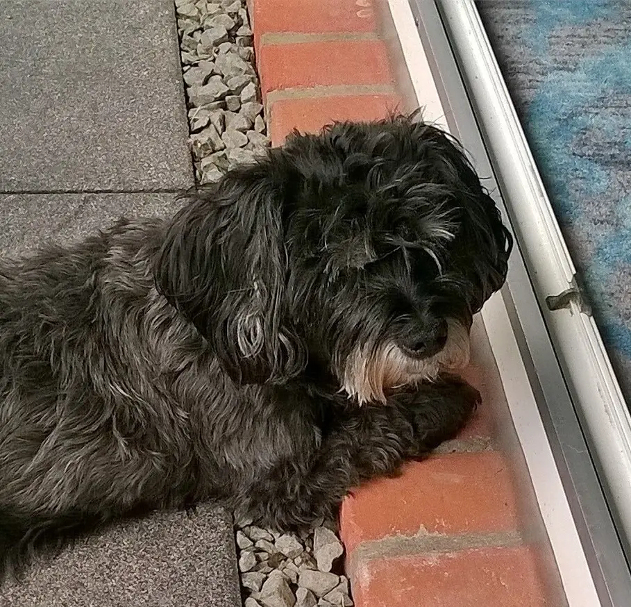 Andachtsbild von Elke mit Fiby im Herzen