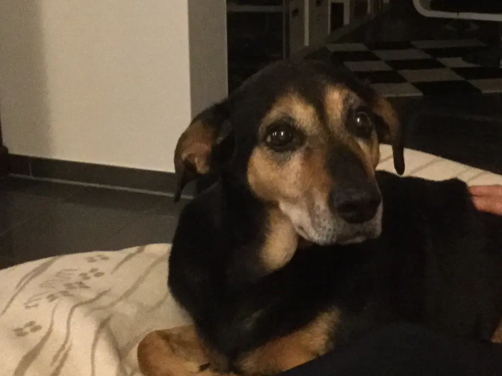 Condolence image of Stephanie mit Seelenhund Pharo