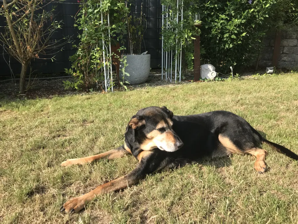 Condolence image of Stephanie mit Seelenhund Pharo