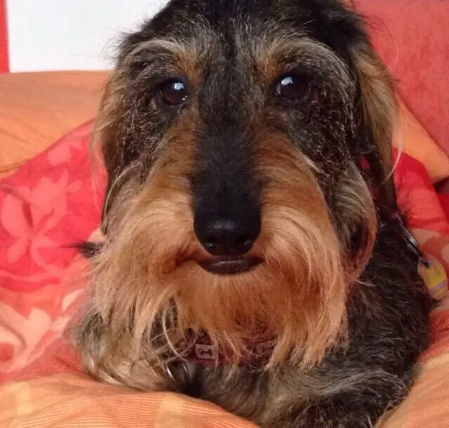 Image from Diego