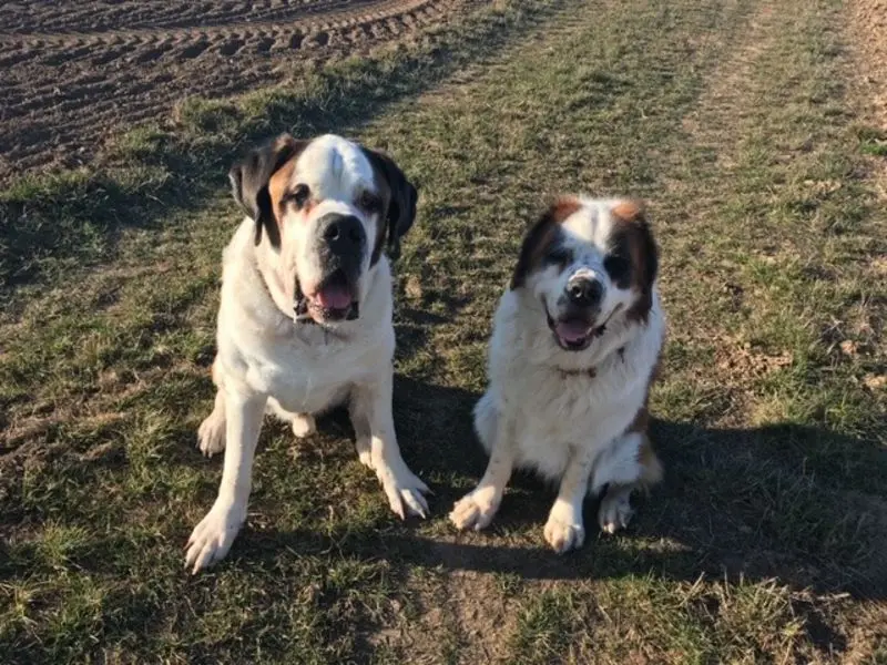 Andachtsbild von Peter