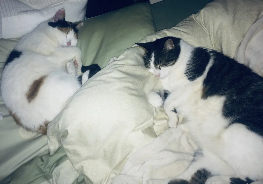 Bild von Minki & Simba