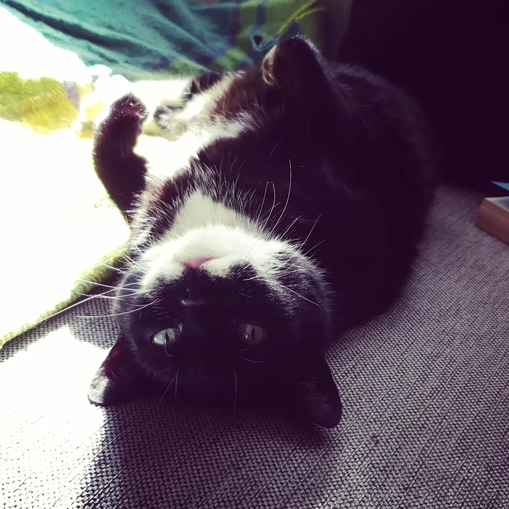 Image from Loki
