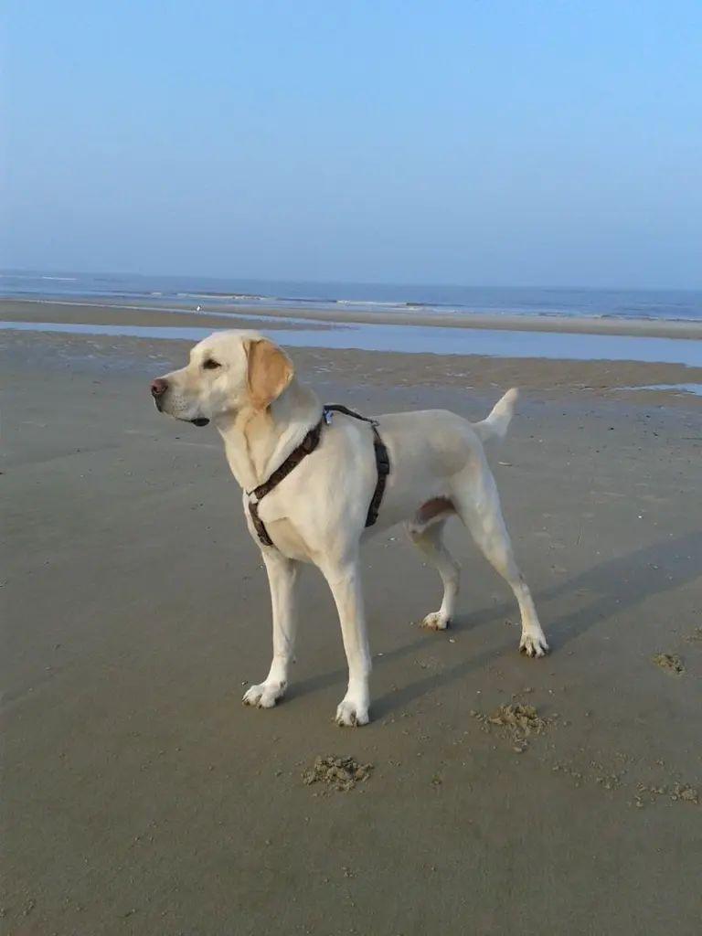 Andachtsbild von Andrea