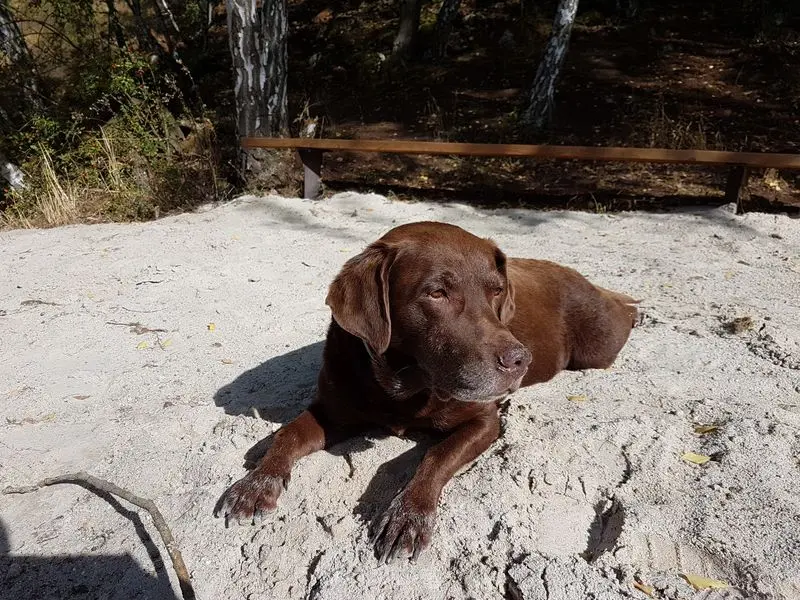 Andachtsbild von Silvana 