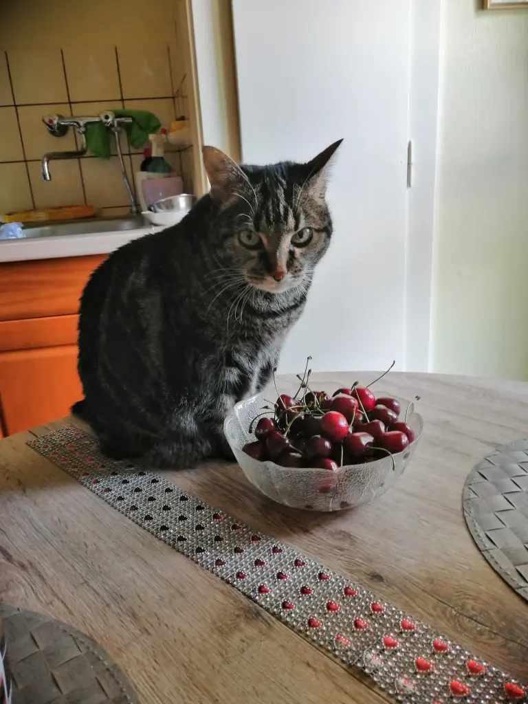 Image from Kitty