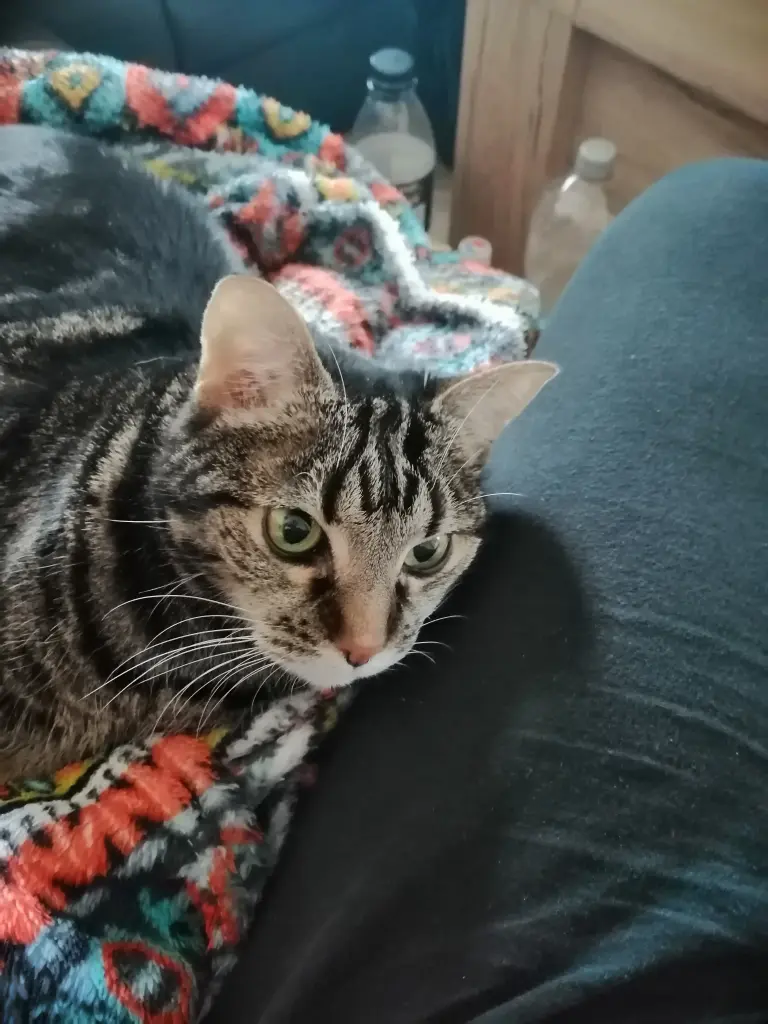 Image from Kitty