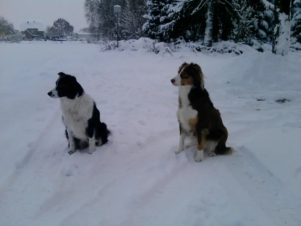 Image from Shira