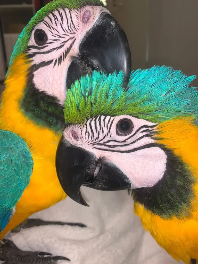 Image from Skyla und Savoy