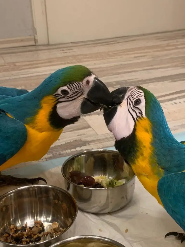 Image from Skyla und Savoy