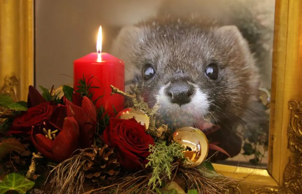 Andachtsbild von ❤️1. Advent❤️