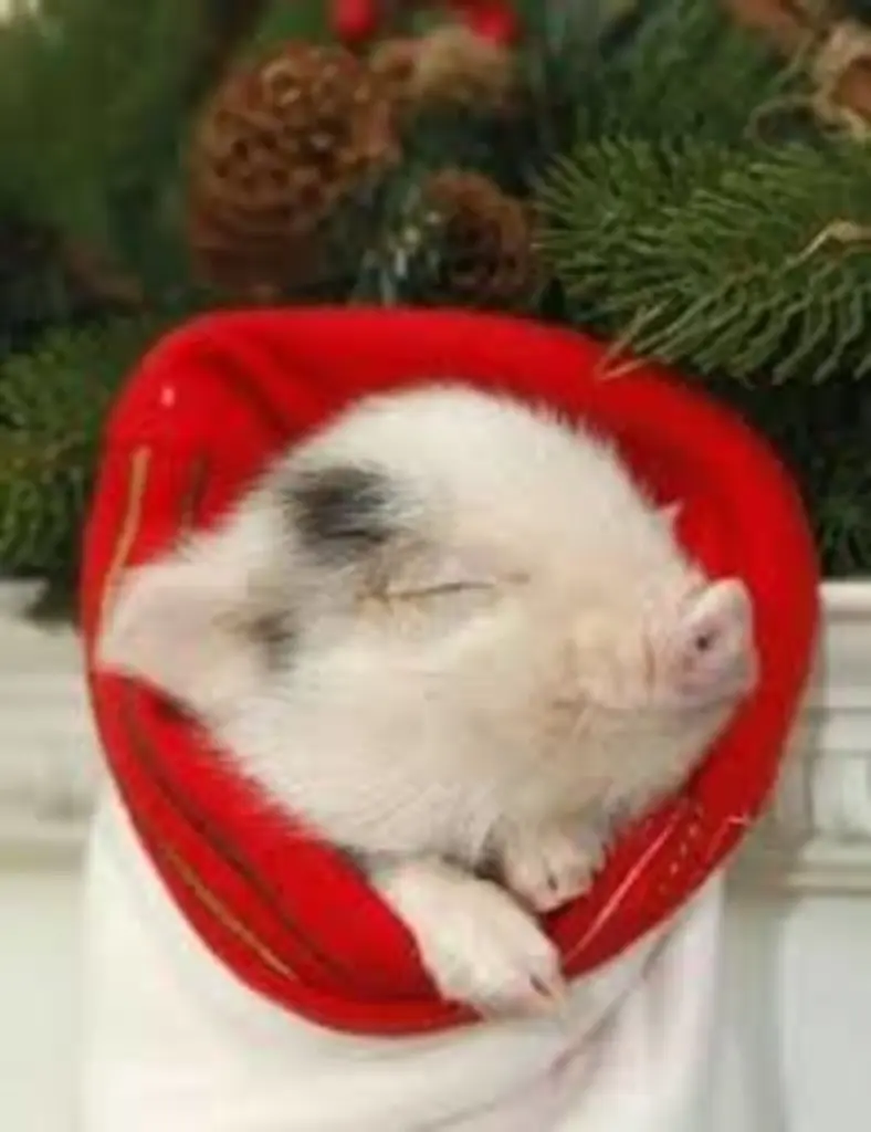 Andachtsbild von Marika mit Hippo & Balou im Herzen