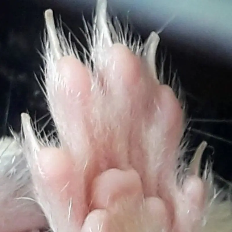 Andachtsbild von Ina