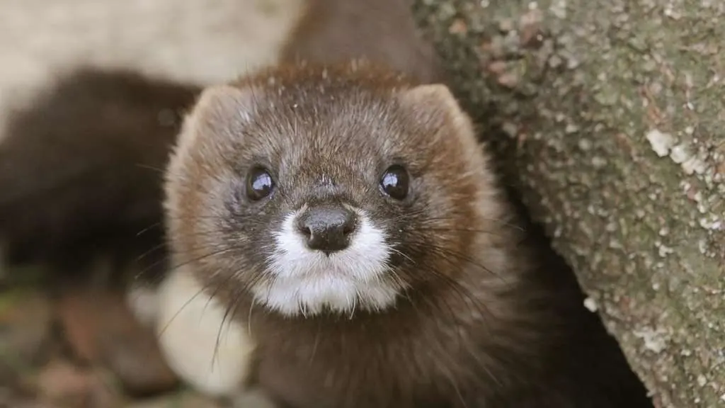 Bild von Nerze ohne Namen aber nicht ohne Seele