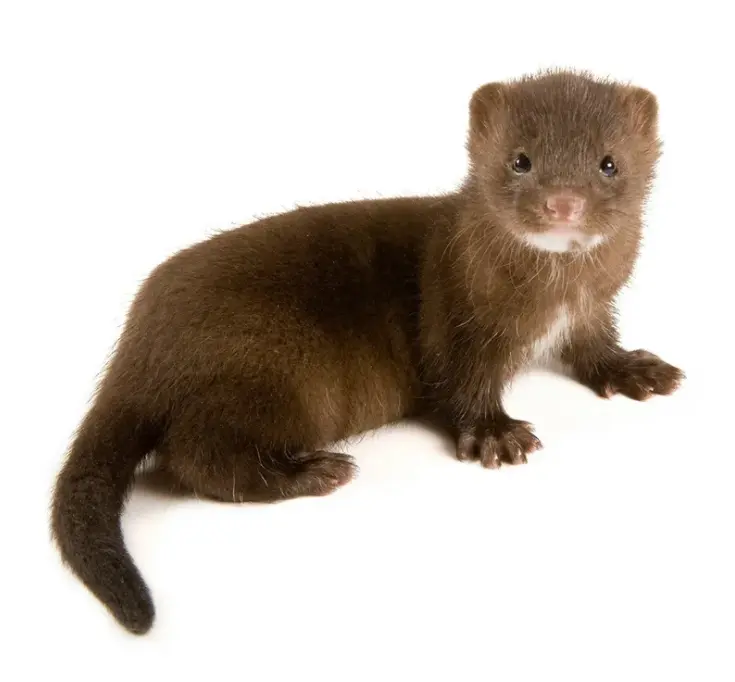 Bild von Nerze ohne Namen aber nicht ohne Seele