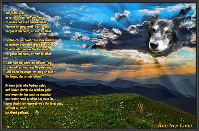 Condolence image of Katrin und Katzi im ❤️