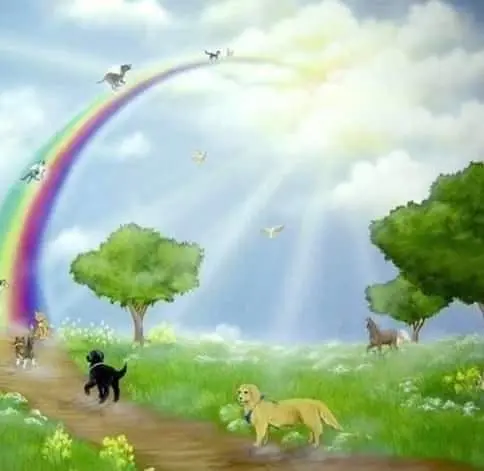 Condolence image of Sabine mit Luna & Milo tief im Herzen