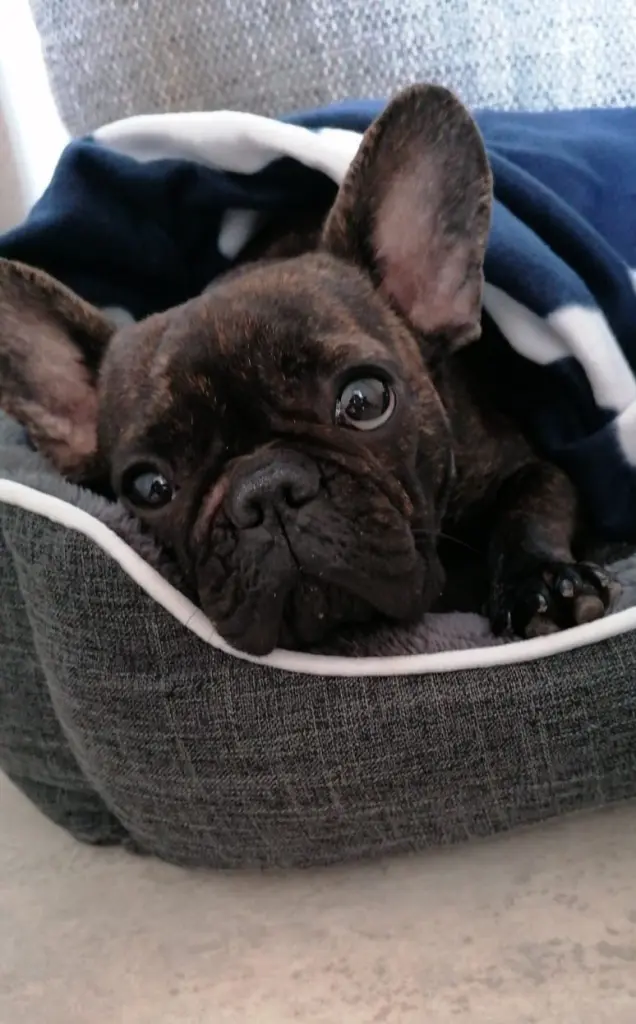 Image from Stella