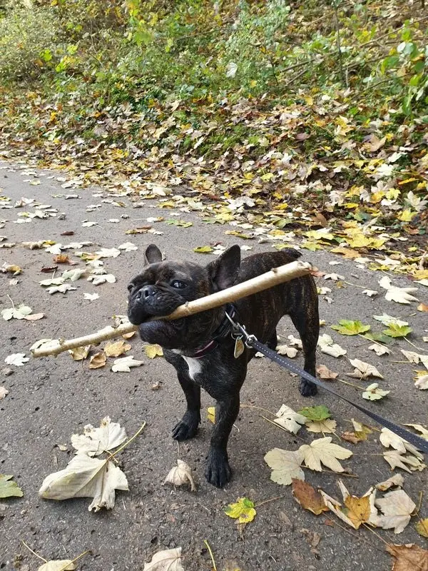 Image from Stella