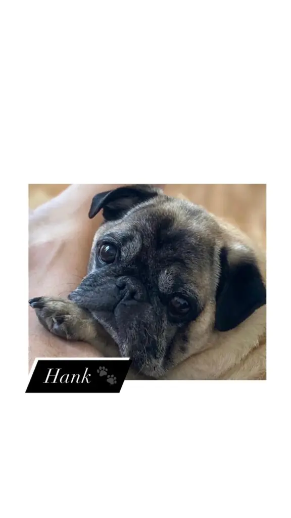 Image from Hank