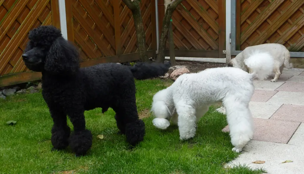 Condolence image of Marko und Luna