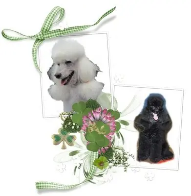 Condolence image of Hanne und Stella