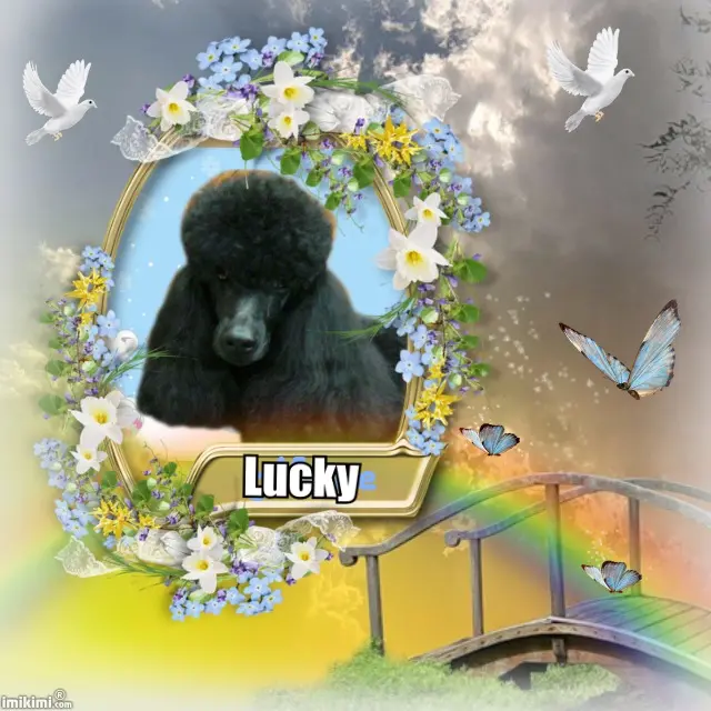 Image from I-Mäx & Lucky