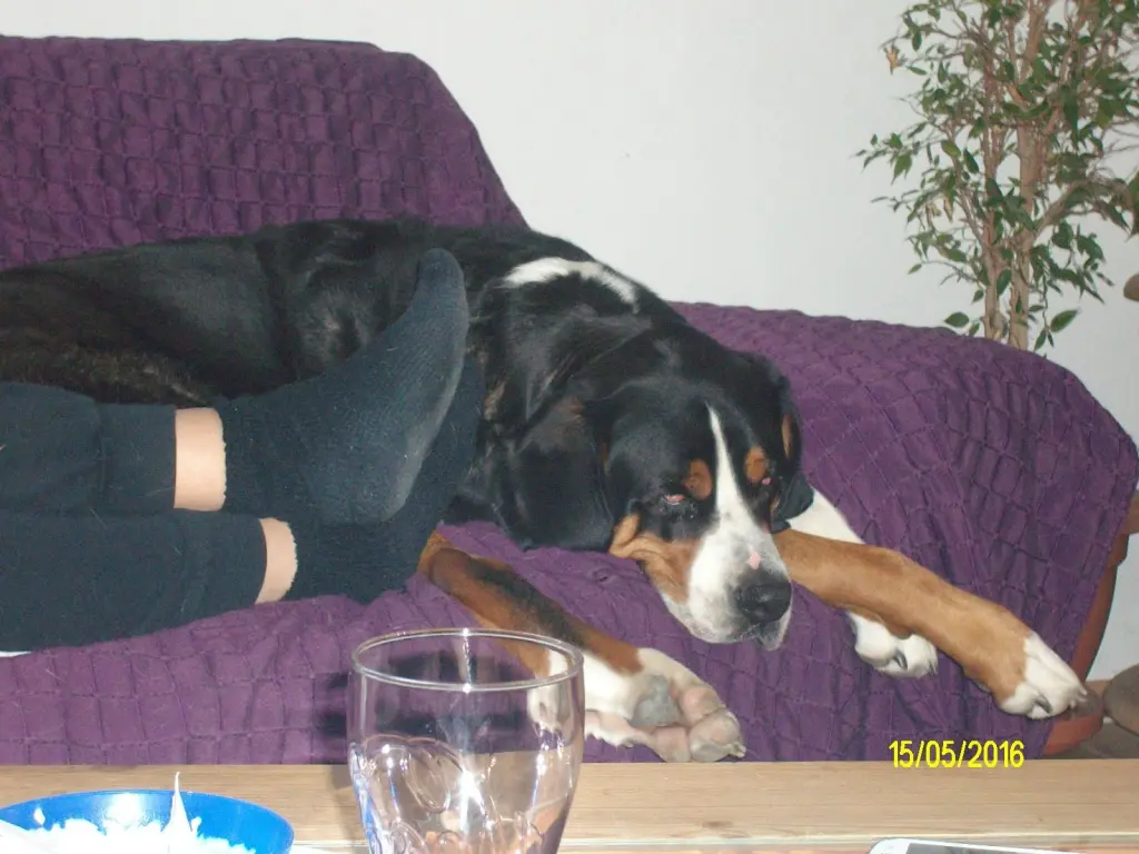 Image from Bella vom Silberwald