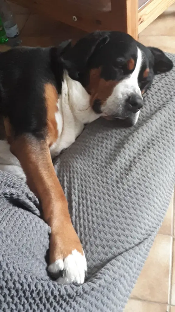Image from Bella vom Silberwald