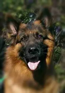 Image from Fino
