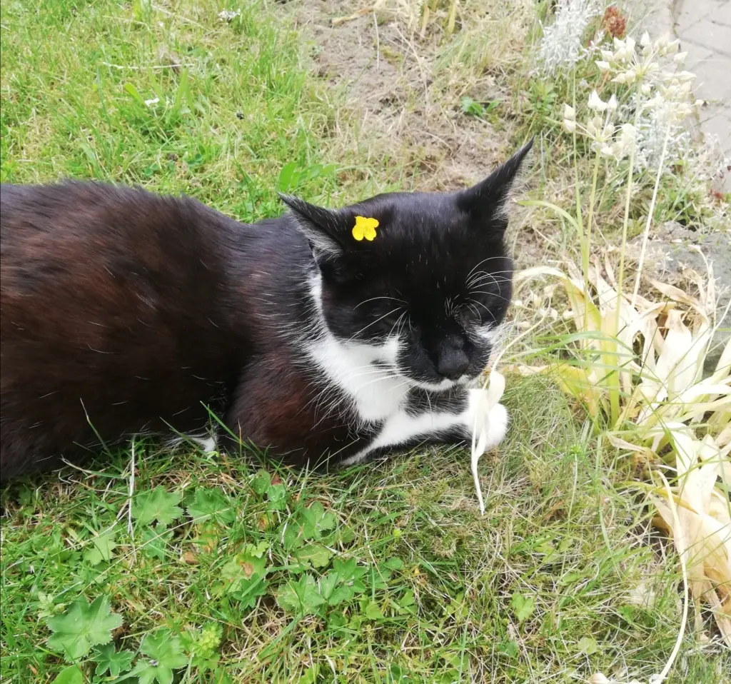 Image from Katerchen