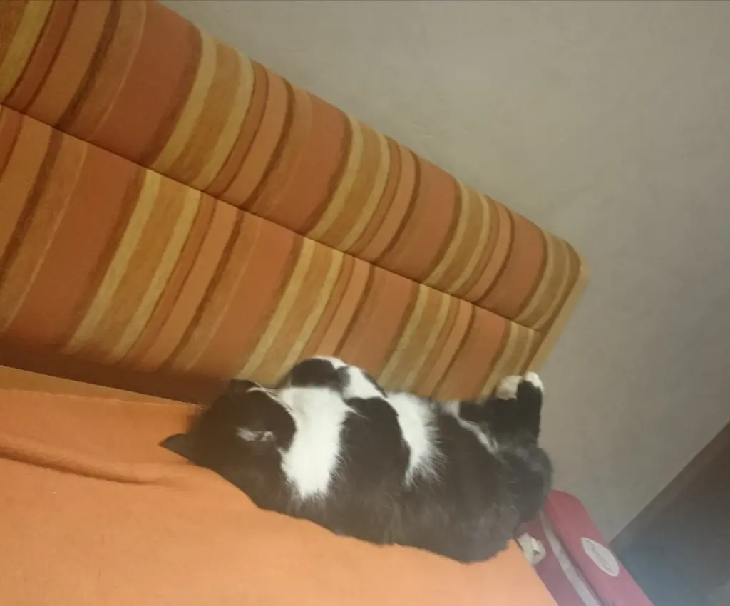 Image from Katerchen