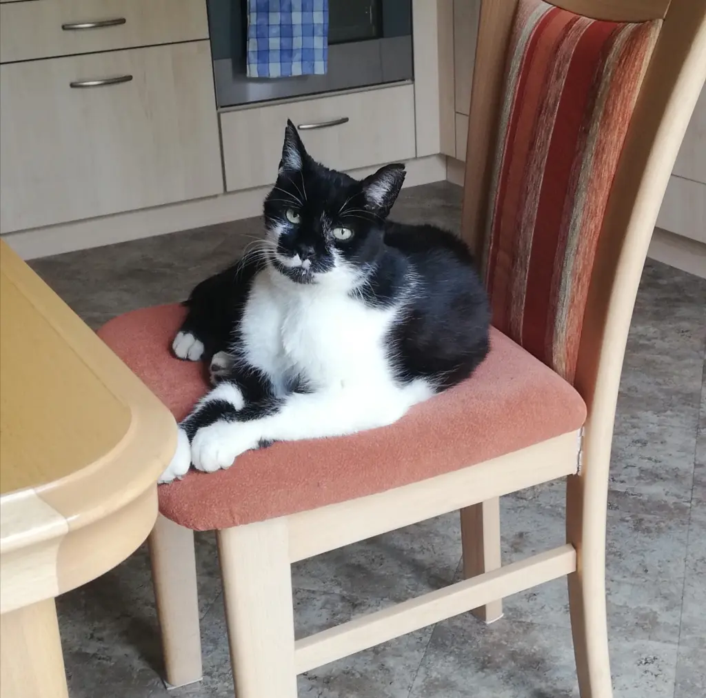 Image from Katerchen