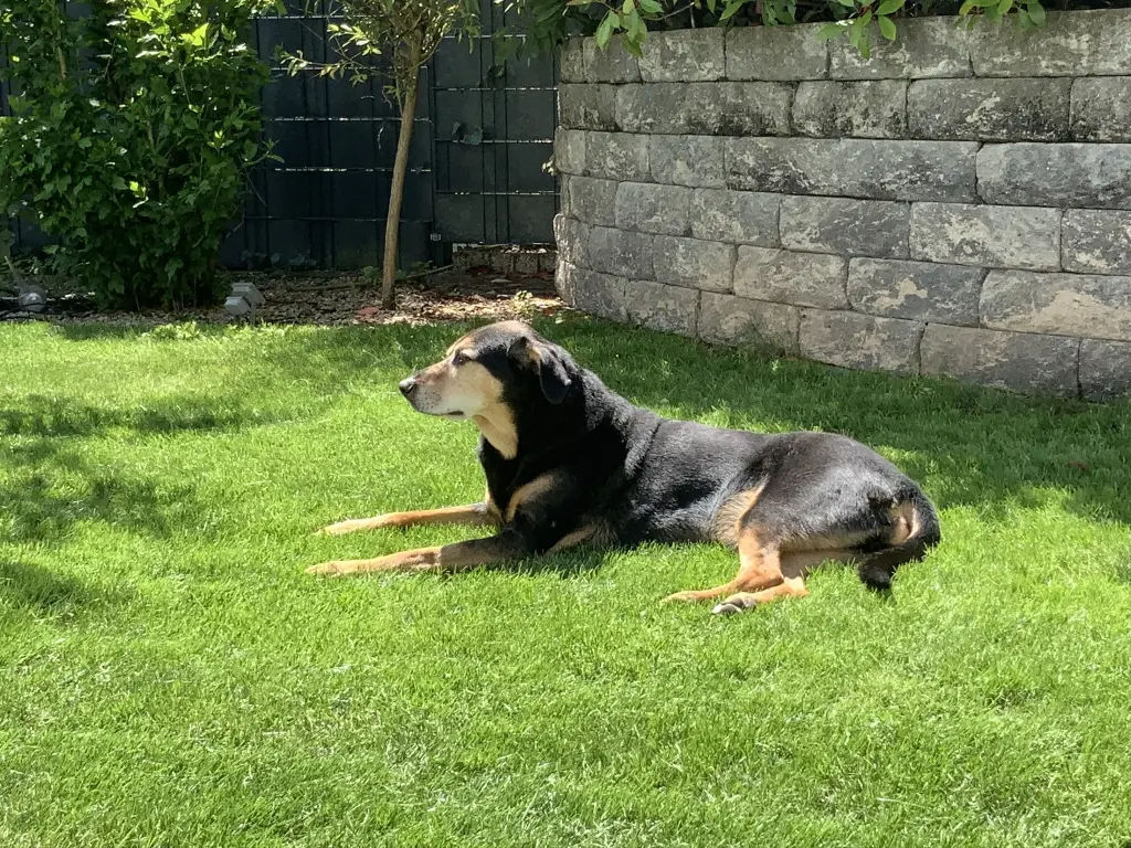 Condolence image of Stephanie mit Seelenhund Pharo