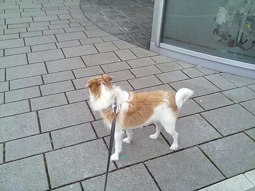 Andachtsbild von Unbekannt