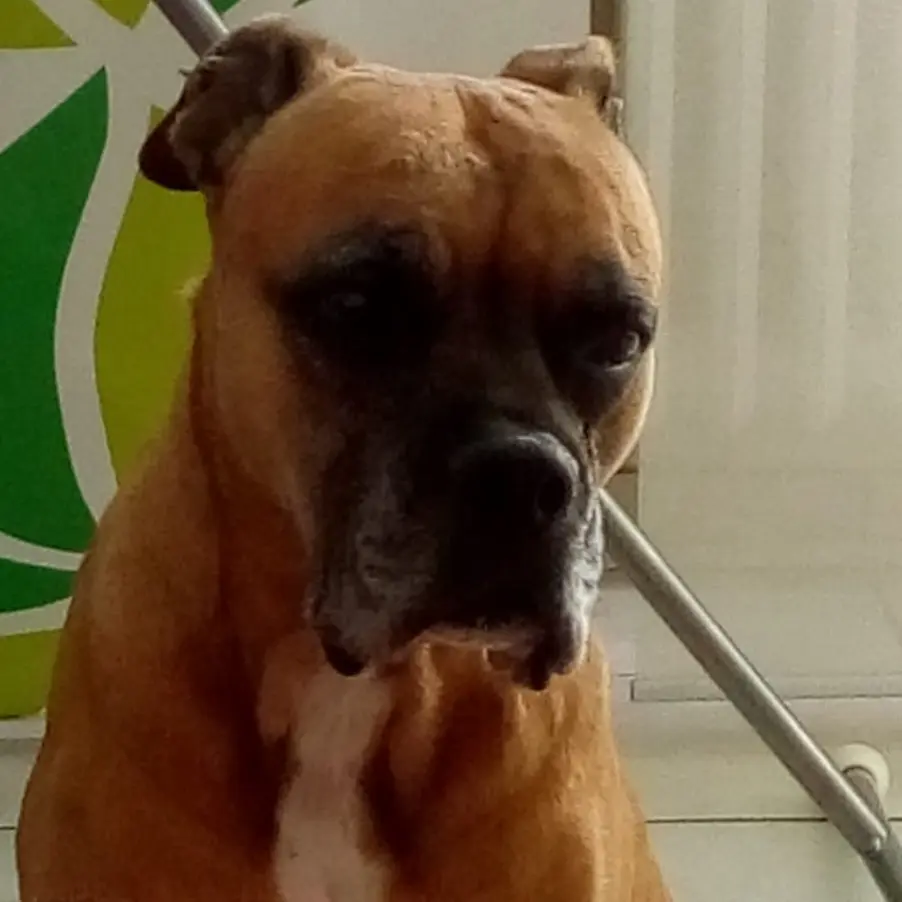 Image from Tequilla