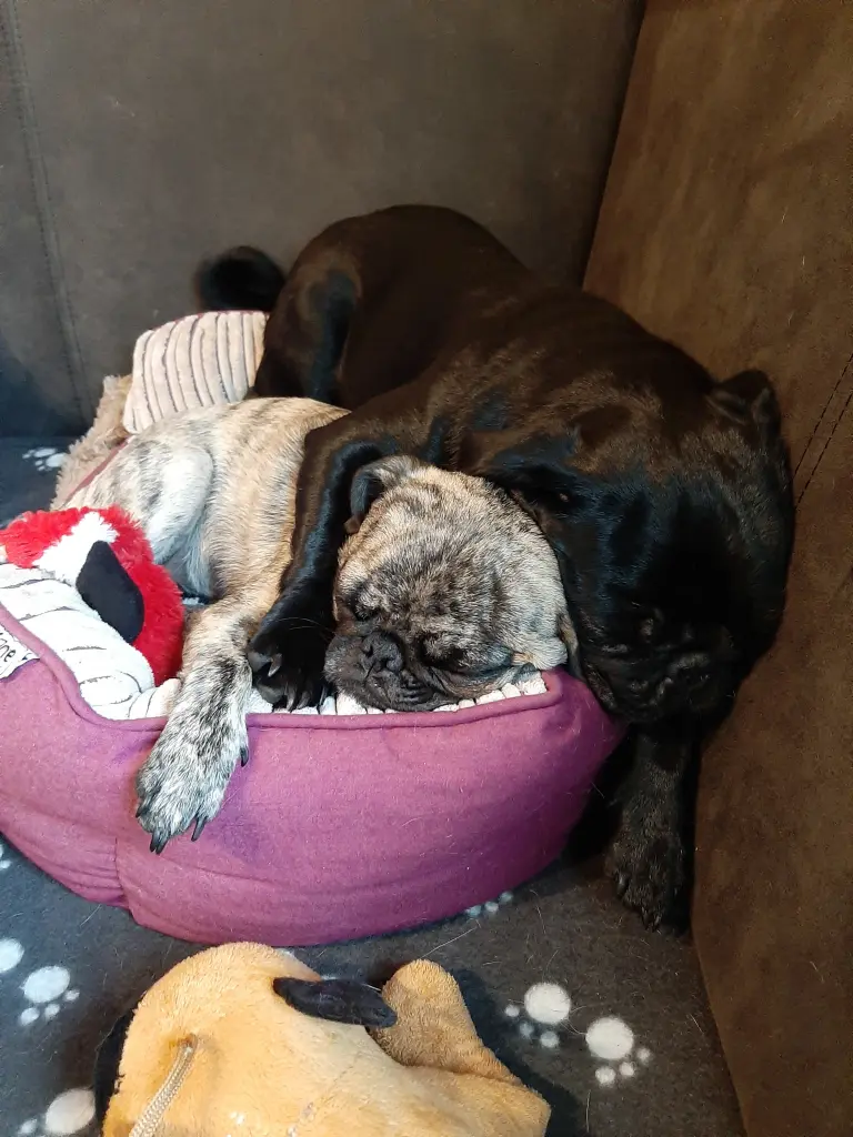 Image from Stella