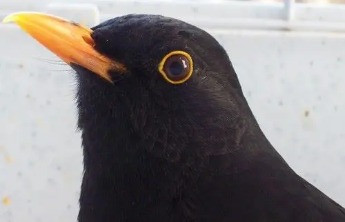 Image from Nupsi
