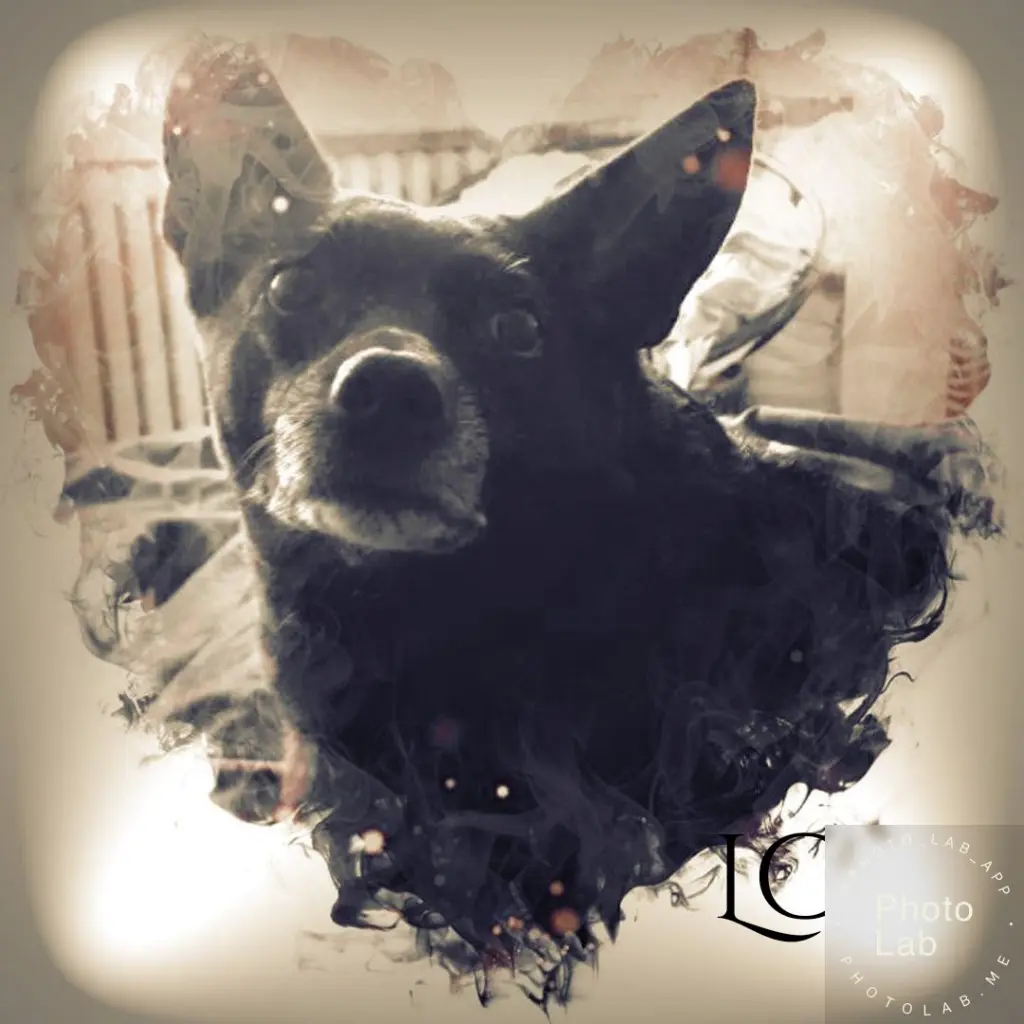 Image from Honey 